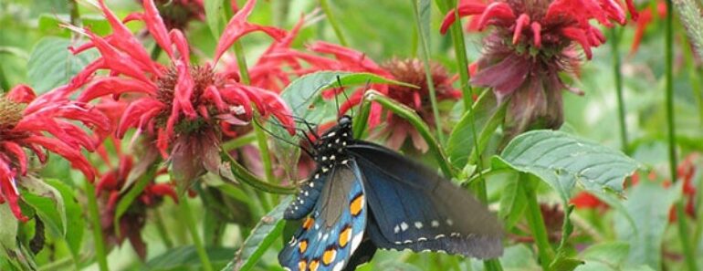 17 Flowers That Attract Pollinators to Your Garden