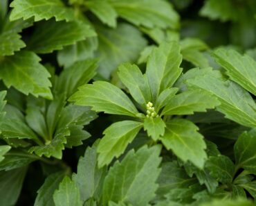 20 brilliant plants that will SMOTHER weeds – and they have flowers, too!