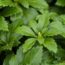 20 brilliant plants that will SMOTHER weeds – and they have flowers, too!