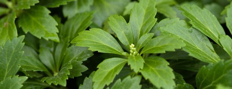 20 brilliant plants that will SMOTHER weeds – and they have flowers, too!