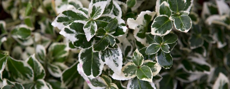 35 tough ‘superplants’ that will just grow and GROW – almost anywhere 35 tough ‘superplants’ that will just grow and GROW – almost anywhere