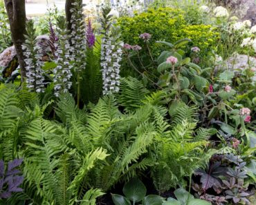 7 plants you will love initially – and then grow to HATE. Expert Jane Moore’s list of shame 7 plants you will love initially – and then grow to HATE. Expert Jane Moore’s list of shame