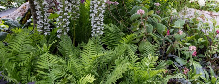 7 plants you will love initially – and then grow to HATE. Expert Jane Moore’s list of shame 7 plants you will love initially – and then grow to HATE. Expert Jane Moore’s list of shame