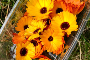 8 Pretty Pollinator Plants That Make Me as Happy as the Bees Because I Can Craft and Cook With Them