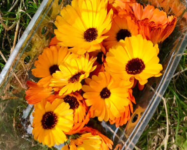 8 Pretty Pollinator Plants That Make Me as Happy as the Bees Because I Can Craft and Cook With Them 8 Pretty Pollinator Plants That Make Me as Happy as the Bees Because I Can Craft and Cook With Them