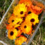 8 Pretty Pollinator Plants That Make Me as Happy as the Bees Because I Can Craft and Cook With Them