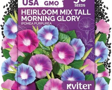 Are You an Early Bird or a Night Owl? The Best Plants to Suit Your Biological Clock