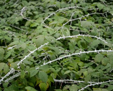 Buyer beware! 27 thuggish plants that could totally RUIN your garden