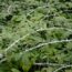 Buyer beware! 27 thuggish plants that could totally RUIN your garden