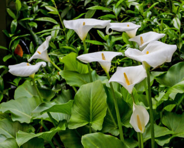 Calla Lily Care Guide: Discover the Secrets to Growing Gorgeous Tropical Bulbs for a Stunning Summer Display