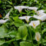 Calla Lily Care Guide: Discover the Secrets to Growing Gorgeous Tropical Bulbs for a Stunning Summer Display