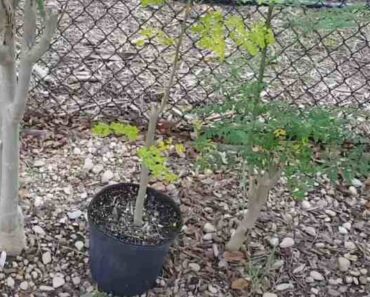 Growing a Moringa Tree at Home Growing a Moringa Tree at Home