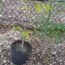 Growing a Moringa Tree at Home
