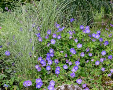 Hate weeding? These 35 brilliant plants will smother weeds for you – no effort required Hate weeding? These 35 brilliant plants will smother weeds for you – no effort required