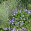 Hate weeding? These 35 brilliant plants will smother weeds for you – no effort required