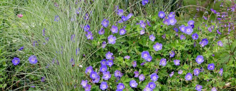 Hate weeding? These 35 brilliant plants will smother weeds for you – no effort required Hate weeding? These 35 brilliant plants will smother weeds for you – no effort required