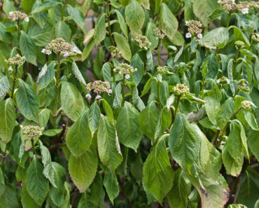 How to Save Heat-Stressed Plants Without Overwatering Them – 5 Easy Steps to Take Now Before It’s Too Late