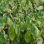 How to Save Heat-Stressed Plants Without Overwatering Them – 5 Easy Steps to Take Now Before It’s Too Late