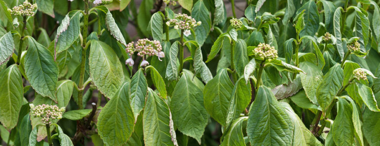 How to Save Heat-Stressed Plants Without Overwatering Them – 5 Easy Steps to Take Now Before It’s Too Late