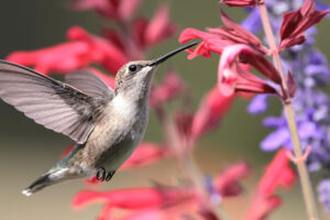 Hummingbirds Remember the Best Feeding Spots for Years – These 5 Simple Tricks Make Your Yard Unforgettable