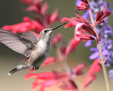 Hummingbirds Remember the Best Feeding Spots for Years – These 5 Simple Tricks Make Your Yard Unforgettable