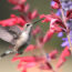 Hummingbirds Remember the Best Feeding Spots for Years – These 5 Simple Tricks Make Your Yard Unforgettable