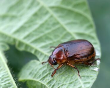 Is That a June Bug or Japanese Beetle? How to Tell the Difference Before One Wrecks Your Summer Garden