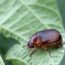 Is That a June Bug or Japanese Beetle? How to Tell the Difference Before One Wrecks Your Summer Garden