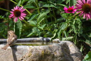 Plant These 8 Herbs Around Your Bird Bath to Encourage More Birds and Deter Pests