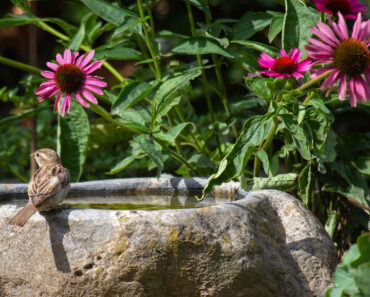 Plant These 8 Herbs Around Your Bird Bath to Encourage More Birds and Deter Pests