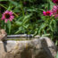Plant These 8 Herbs Around Your Bird Bath to Encourage More Birds and Deter Pests