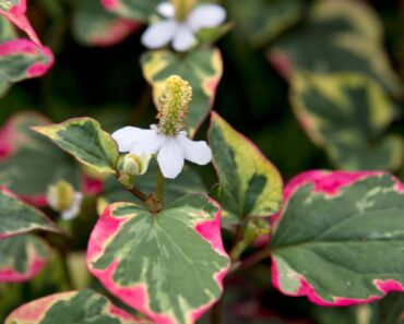 Ranked! The 12 WORST invasive plants to avoid (probably) – by expert Jane Moore