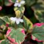 Ranked! The 12 WORST invasive plants to avoid (probably) – by expert Jane Moore