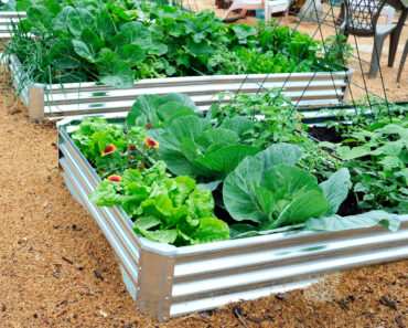 The Raised Beds We’d Actually Buy Are Finally on Sale for Amazon Prime Day – So You Can Grow More for Less