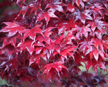 These 7 Gorgeous Small Shade Trees Create a Cooling Canopy, Vibrant Summer Color and Multi-Season Beauty