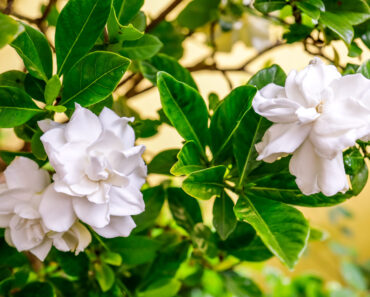 These 7 Night-Scented Flowers Make Your Garden Smell Incredible After Dark – Especially In Summer Heat