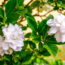 These 7 Night-Scented Flowers Make Your Garden Smell Incredible After Dark – Especially In Summer Heat