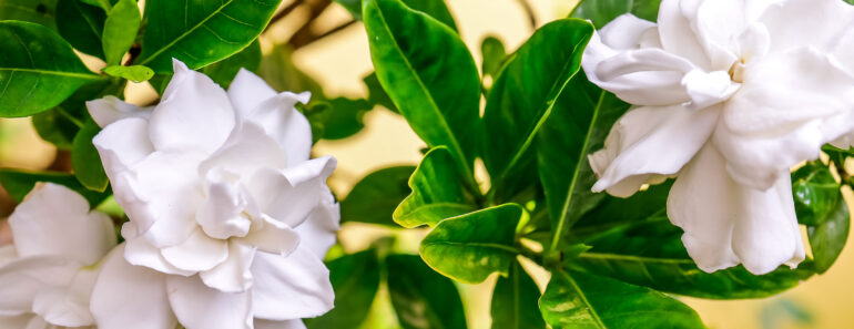 These 7 Night-Scented Flowers Make Your Garden Smell Incredible After Dark – Especially In Summer Heat