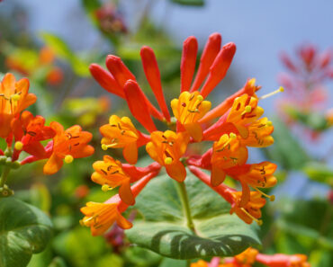 This Non-Invasive Flowering Vine Helps Keep Your Home Cool – And Hummingbirds Love It This Non-Invasive Flowering Vine Helps Keep Your Home Cool – And Hummingbirds Love It