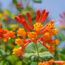 This Non-Invasive Flowering Vine Helps Keep Your Home Cool – And Hummingbirds Love It