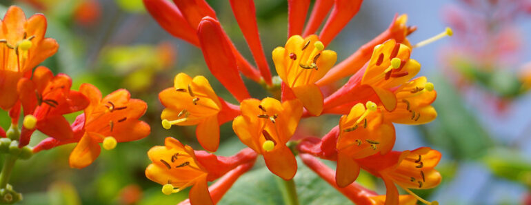This Non-Invasive Flowering Vine Helps Keep Your Home Cool – And Hummingbirds Love It