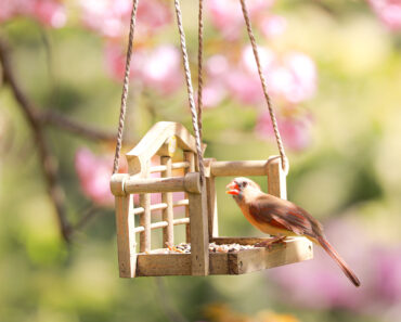 Treat Your Backyard Birds to These Amazon Prime Day Deals – Our Favorite Feeder, Bath and Birdhouse Discounts