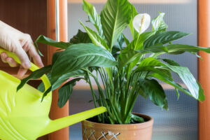 What Peace Lilies Need in June – 6 Vital Tasks for Glossy Leaves, Graceful Blooms, and No More Brown Tips