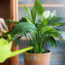 What Peace Lilies Need in June – 6 Vital Tasks for Glossy Leaves, Graceful Blooms, and No More Brown Tips