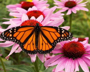 What to Do to Your Yard in June for More Butterflies – 6 Simple Changes to Attract More Pollinators to Your Garden Now What to Do to Your Yard in June for More Butterflies – 6 Simple Changes to Attract More Pollinators to Your Garden Now