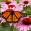 What to Do to Your Yard in June for More Butterflies – 6 Simple Changes to Attract More Pollinators to Your Garden Now