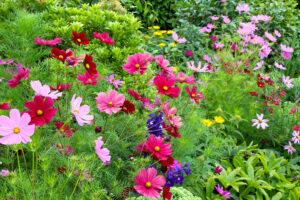 What to Do with Cosmos in July – 5 Ways to Ensure Gorgeous Color and Bigger Blooms that Last for Longer