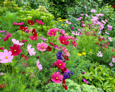 What to Do with Cosmos in July – 5 Ways to Ensure Gorgeous Color and Bigger Blooms that Last for Longer