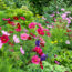 What to Do with Cosmos in July – 5 Ways to Ensure Gorgeous Color and Bigger Blooms that Last for Longer