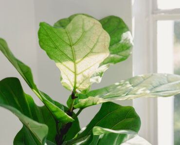 What Your Fiddle Leaf Fig Needs in June – 5 Simple Care Tasks for Shiny Leaves and Healthy Growth